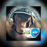 freddy_meier