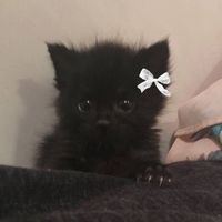 blakkkitty
