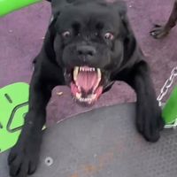 pablothecanecorsoar