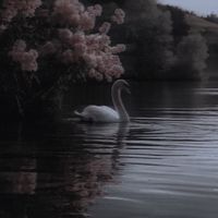 taurix__