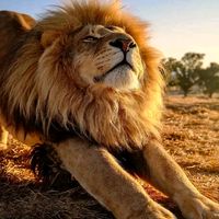 petit.lion442