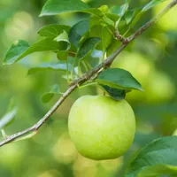 original sound - greenapple703