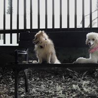 teddy_the_spitz8