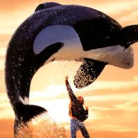 killer_whale_orca5