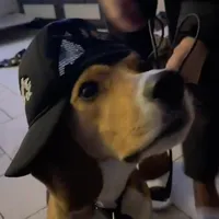 original sound - ambds