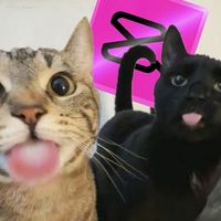 dork4_1