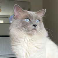 willowthefurrball