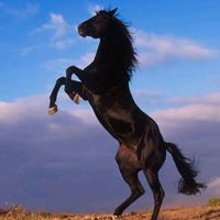 nazari080
