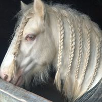 gypsycobs3