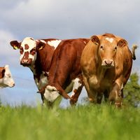 herbies_heifers