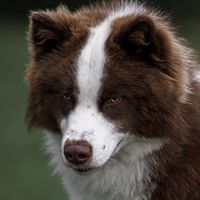 hunter._hounds