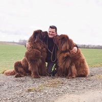 baloo_der_baer
