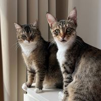 original sound - The best of Bubu & Dudu ❤️