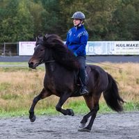 alwayslovedhorses
