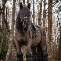 untraitdecheval
