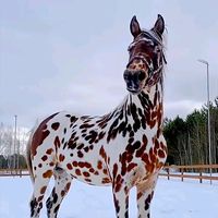 uaraik