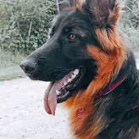royal.shepherd.com