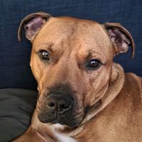samthestaffiebullterrier