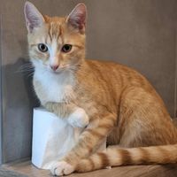 catcommunitty.06