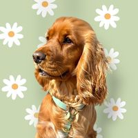 mocha_the_cocker