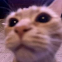 Jiafei Kiss Me More Doja Cat Cover