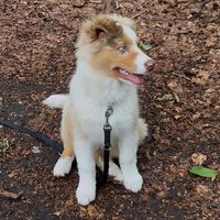 aiko_bergeraustralien