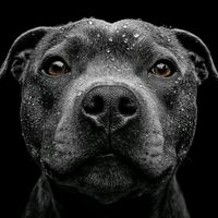 greythestafffy