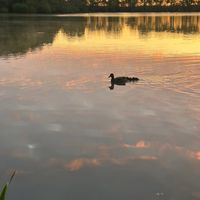 republication_385
