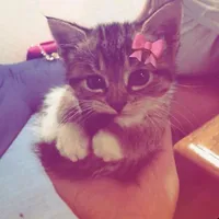 original sound - skywalkerxvf