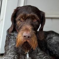 deutschdrahthaarbyron