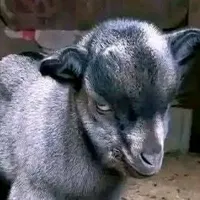 original sound - esan_must_laugh