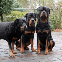 mjrottweilers