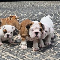 naspibulldogs