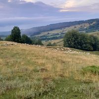 vasile.strugariu6