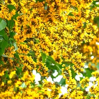 original sound - veengai