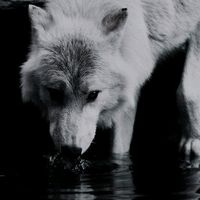 iminaghostband.wattpad