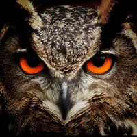 original sound - saymon66_