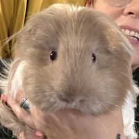 piggybanksanctuary