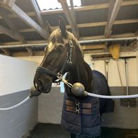 dressage.lucas.thomsen