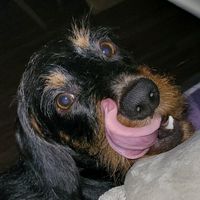 dutschfrank