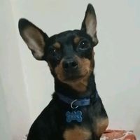 thorminiboss