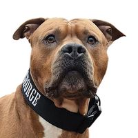 amstaff.george