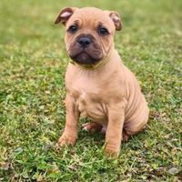 rysiek_staffik