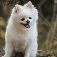 pomeranian_pawpar