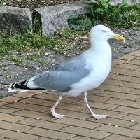ehrenmann_tv