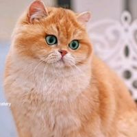 enimecattery
