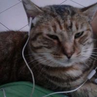 anki.anki40