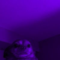 mablepurple