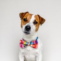 jack_russell_ptys