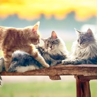 mainecoon_katzenbande